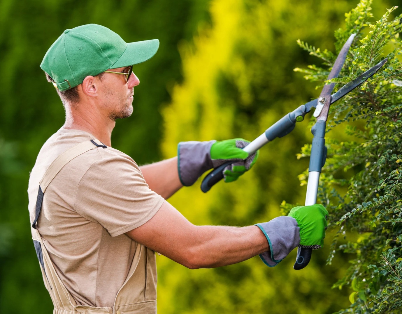Como Cuidar de Plantas em Fortaleza: 4 Passos Simples Andre Menezes